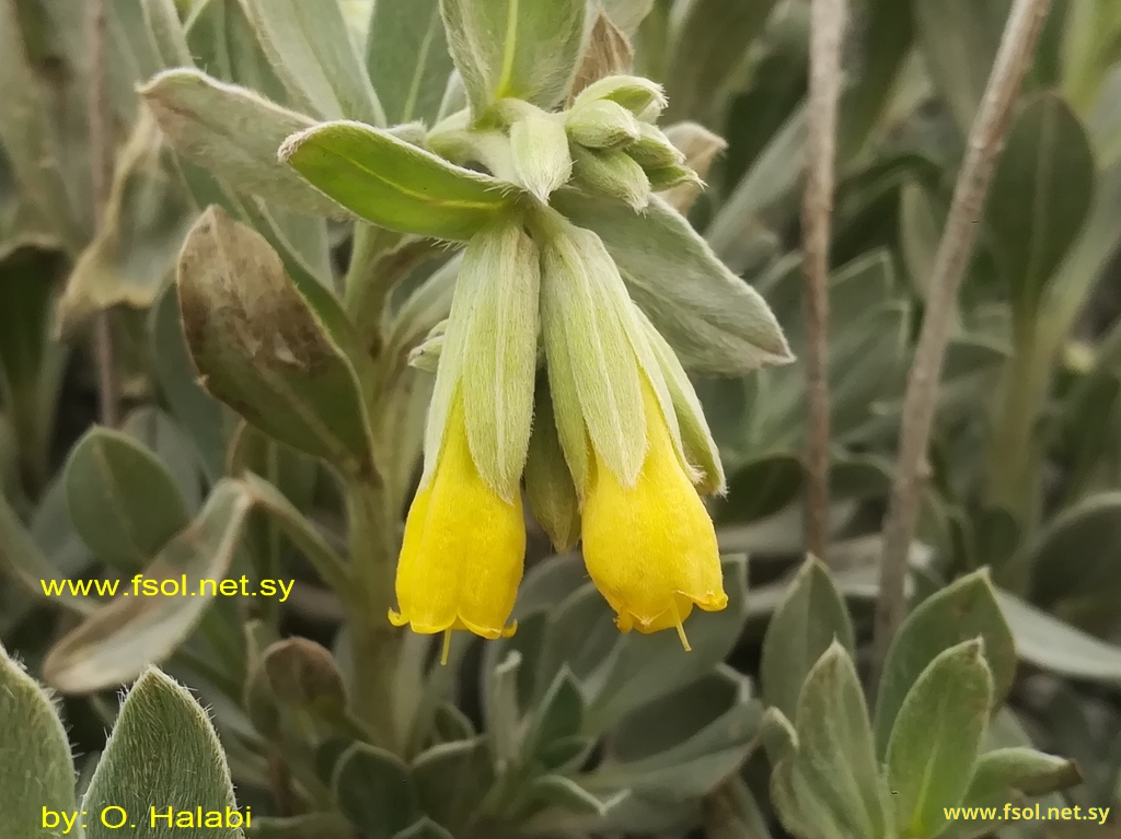Onosma sericea Willd.